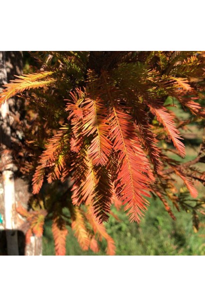 Таксодій дворядний Певе Мінарет листя восени